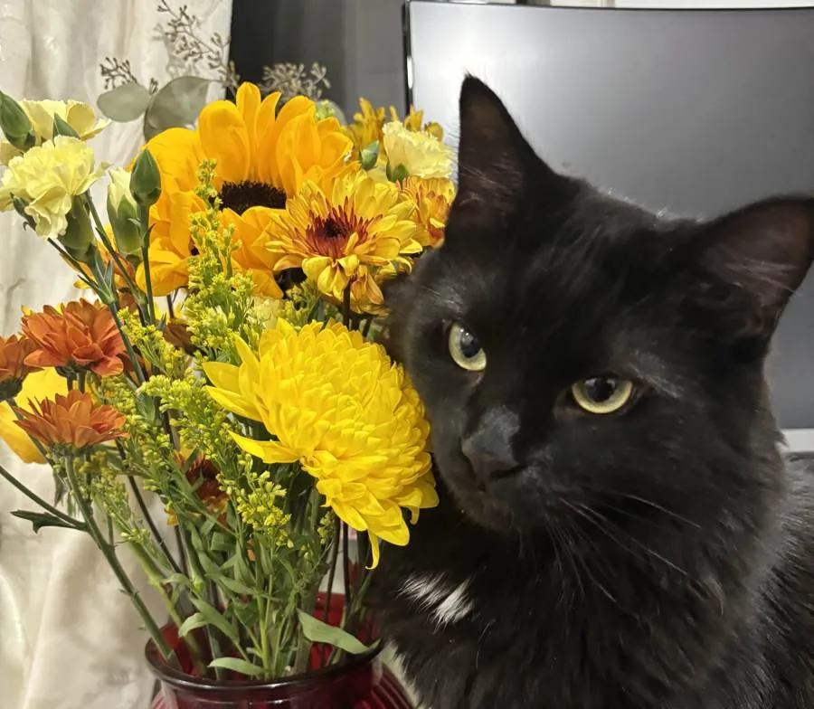 Linadi’s fluffy black cat beside a sunny yellow and orange floral arrangement